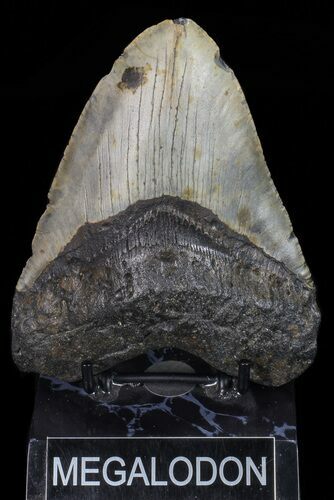 Bargain, Large, Megalodon Tooth - North Carolina #67322